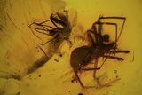 Detailed Fossil Flies, Ant & Spider In Baltic Amber #87248-3